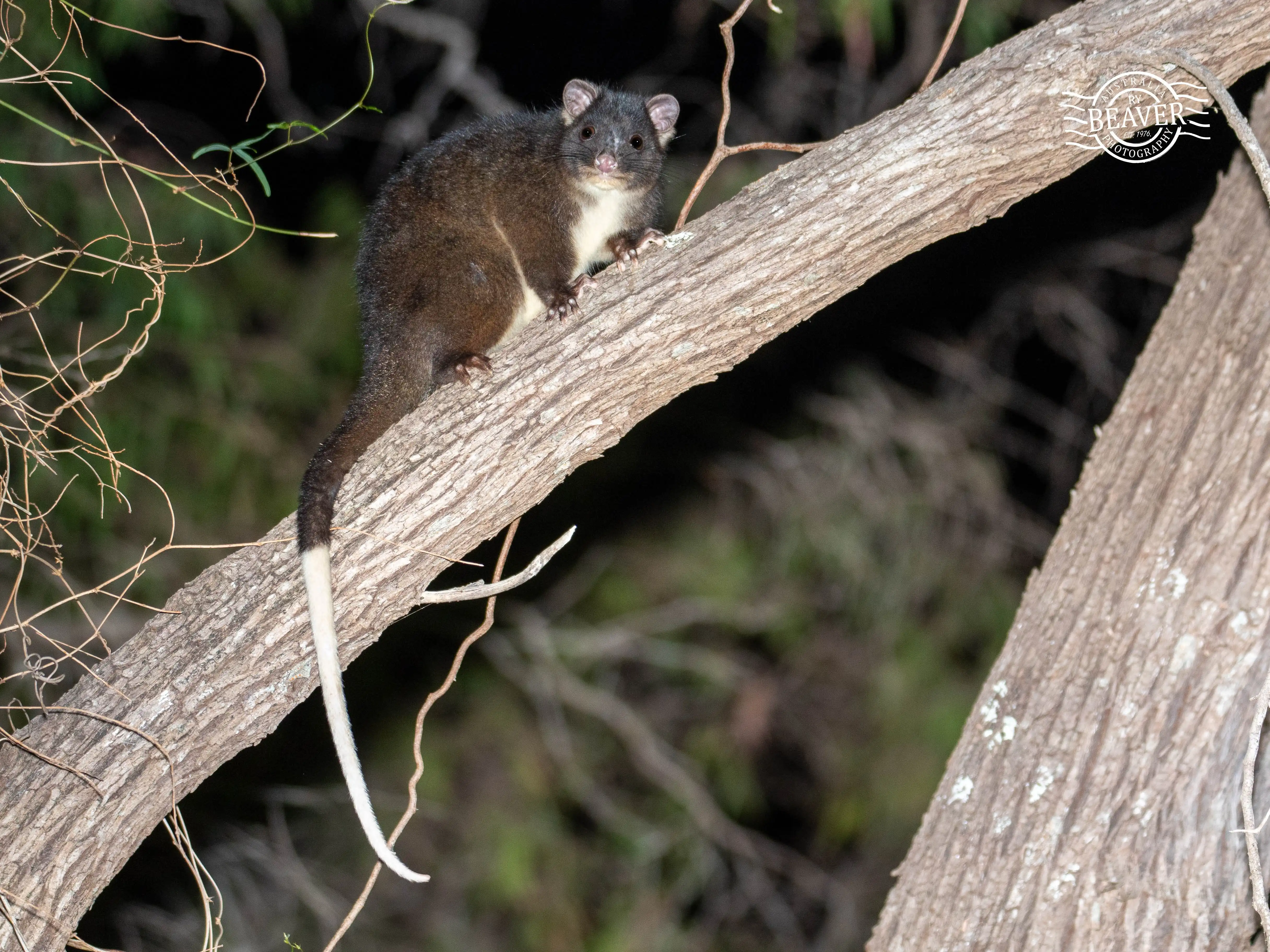 Western ringtail possum