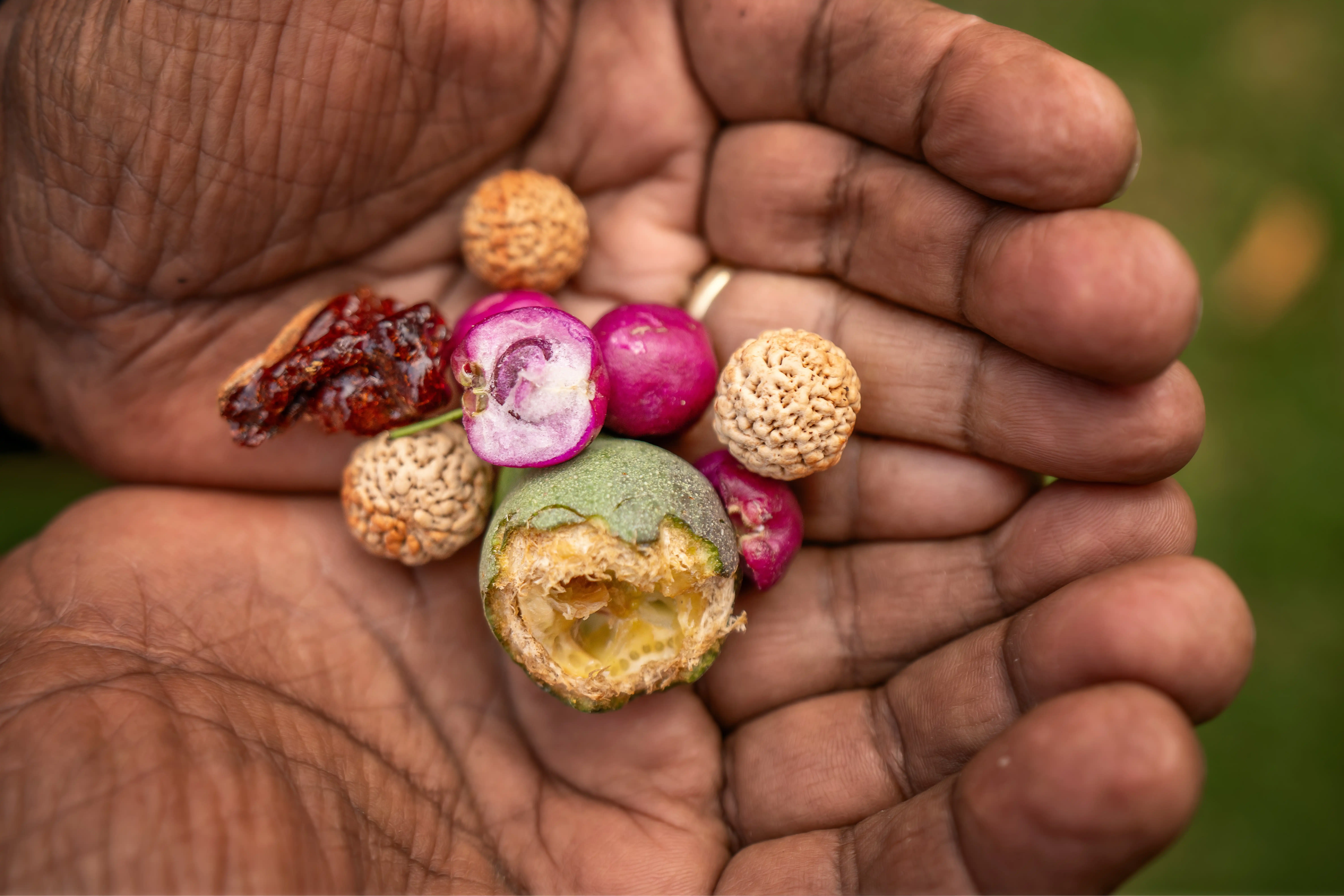 Hands gently holding a selection of native fruits and seeds.